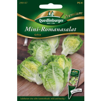 Salat Mini-Romana- Gohar
