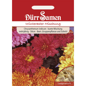 Chrysanthemum indicum Winteraster