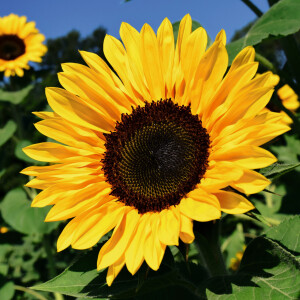 Sonnenblumen Einfache Riesen