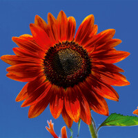 Sonnenblume Samtkönigin