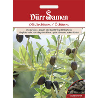 Olivenbaum/Ölbaum