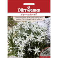 Alpen-Edelweiß grau weiße sternartige Blüten mehrjährig