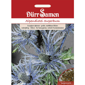 Alpendistel Superbum stahlblaue Blüten mehrjährig 100 cm