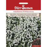 Sagina Mastkraut/Plattenmoos weiße Blüten mehrjährig