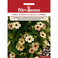 Schwarzäugige Susanne Salmon Shades lachsfarbene Blüten